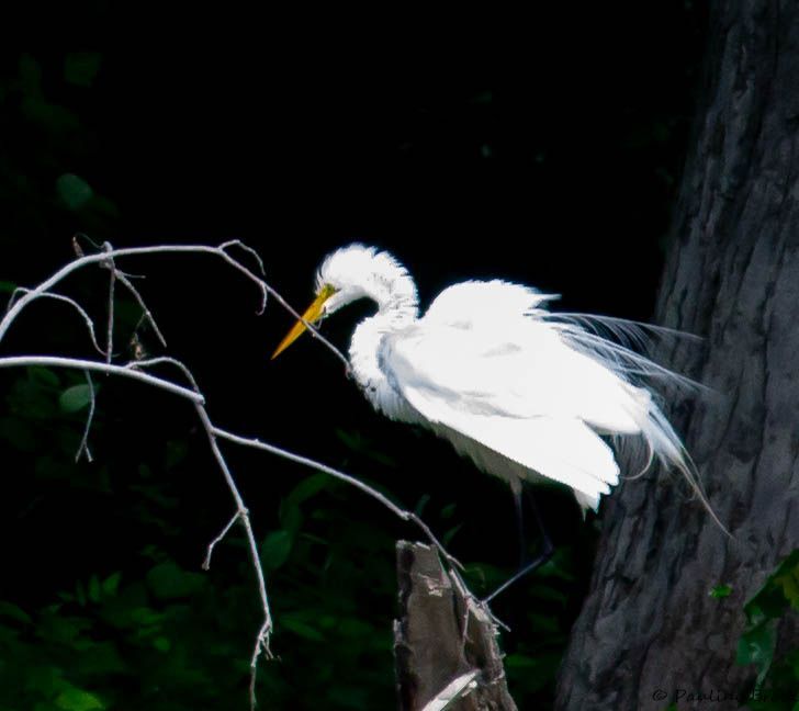 The Great Egret