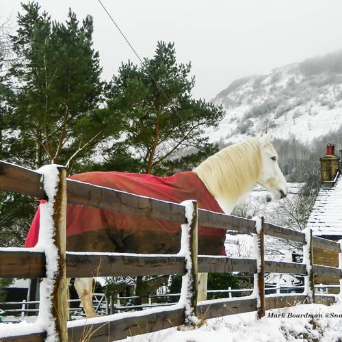 If it wasn’t for his red coat this horse would be invisible.