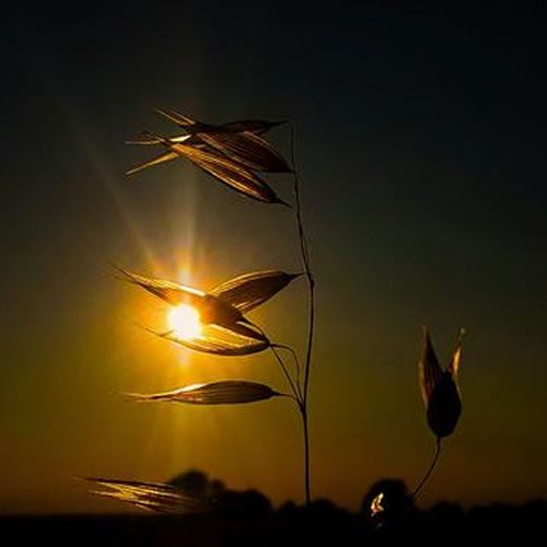 1st_Place_Summer_night_silhouette_in_Ramsey_St_Mary_s_Cambridgeshire_by_Christine_Mitchell_chris_alpacas_thumb