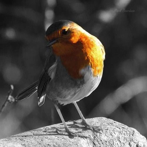 6 Tips for Photographing Birds in the Wild