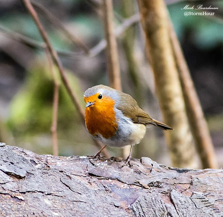6 Tips for Photographing Birds in the Wild