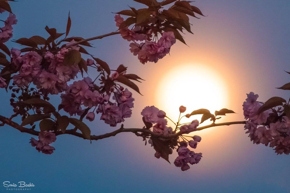 2nd Place Full 'pink moon' as seen from Preston, Lancashire by Sonia Bashir @SoniaBashir_