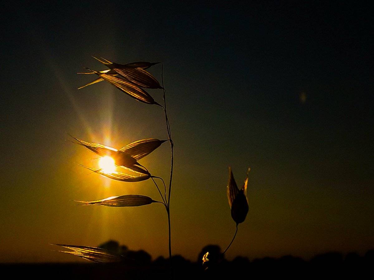 1st Place Summer night silhouette in Ramsey St Mary's, Cambridgeshire by Christine Mitchell @chris_alpacas