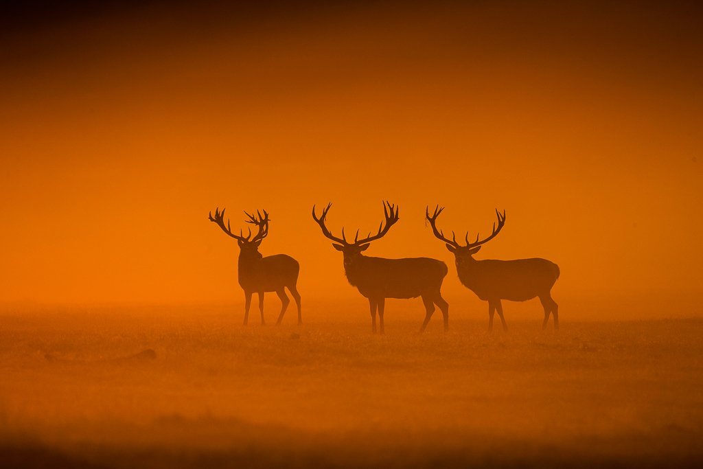 Stags_in_the_mist_by_Jules_Cox_julescoxphoto_1024x1024