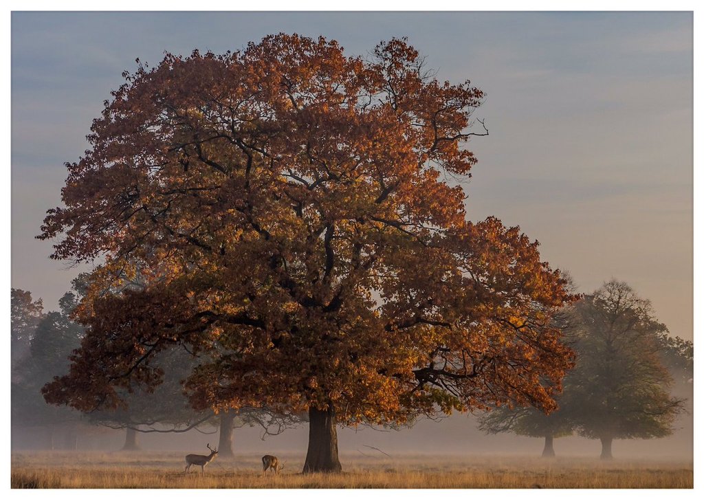 Autumns_Postcard_-_Bushy_Park_London_by_David_David_Photos_UK_1024x1024