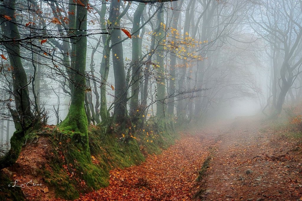 Dense_fog_on_the_Quantock_Hills_by_Liz_Elmont_Photography_lizelmontphoto_1024x1024