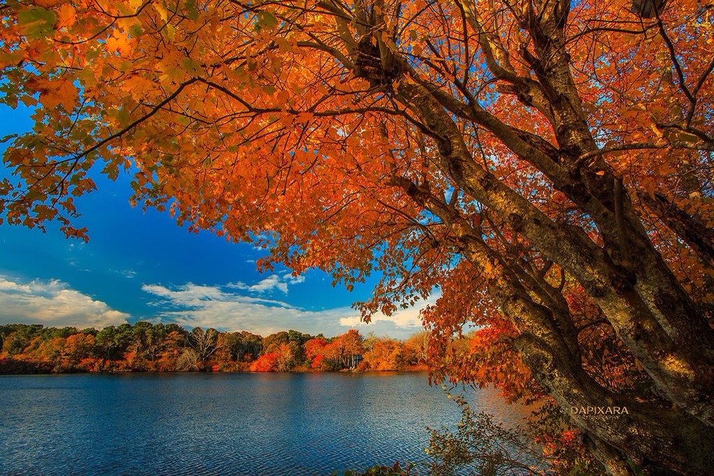 Fall_foliage_in_Eastham_Massachusetts._Cape_Cod_by_Dapixara_dapixara_1024x1024
