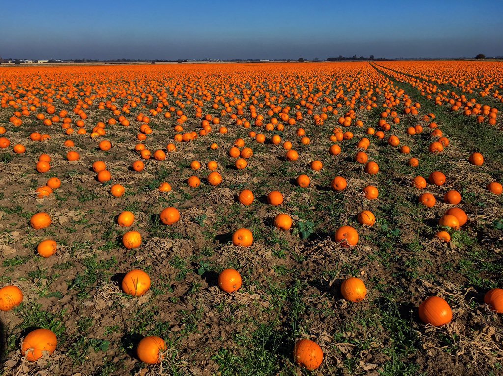 Pumpkins_in_The_Fens_by_Great_Ouse_Fenland_Fisheries_Team_OuseFishEA_1024x1024