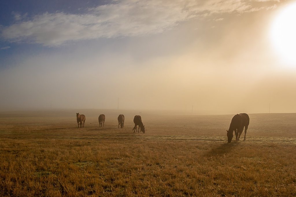 2nd_Place_Fog_in_the_Nicola_Valley_B.C_by_Leanne_C_LC27LadyB_1024x1024