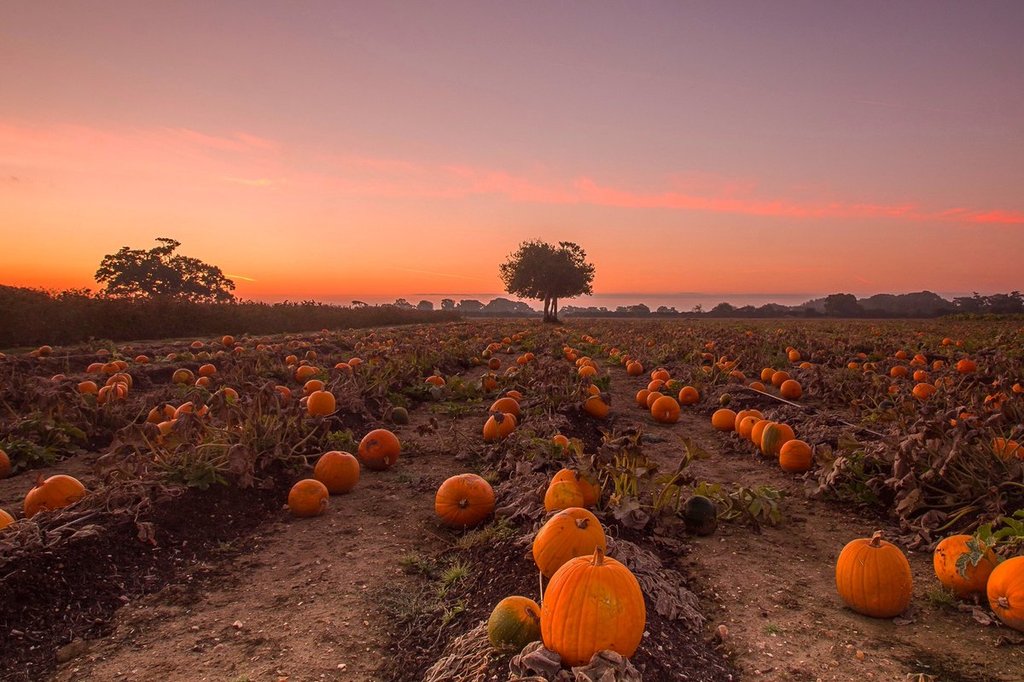 3rd_Place_sunrise_from_a_Dorset_pumpkin_field_by_Rachel_Baker_Saintsmadmomma_1024x1024