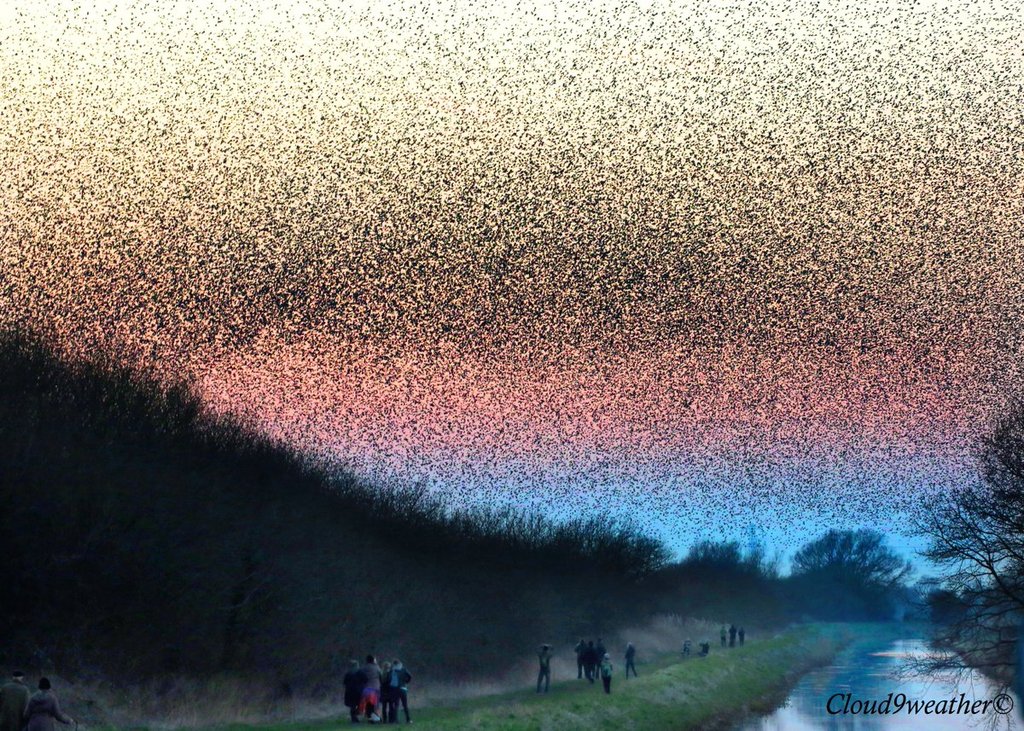 Millions_of_starlings_comming_in_to_roost_in_the_Ham_Wall_Reedbeds_Westhay_Somerset_by_Paul_Silvers_Cloud9weather1_1024x1024
