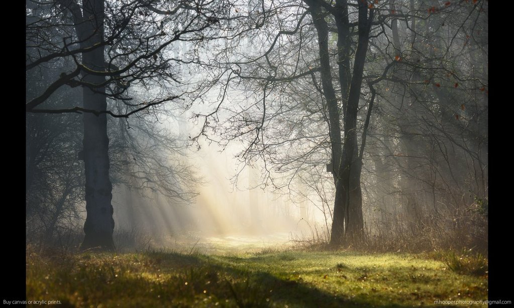 Morning_mist_and_sunbeams_in_Highnam_Woods_by_Mark_Hooper_M_Hooper_Photos_1024x1024