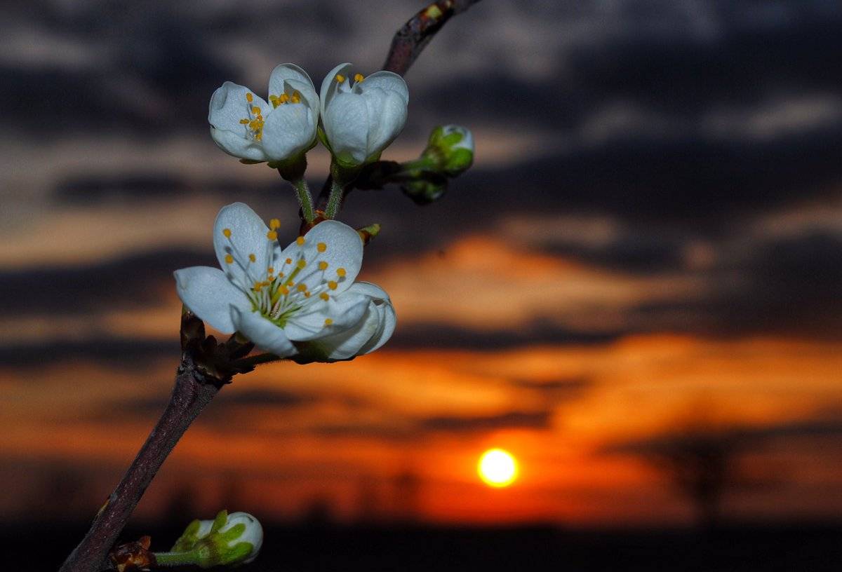 1st Place Blossom at sunset near Ely, Cambridgeshire by Veronica @VeronicaJoPo