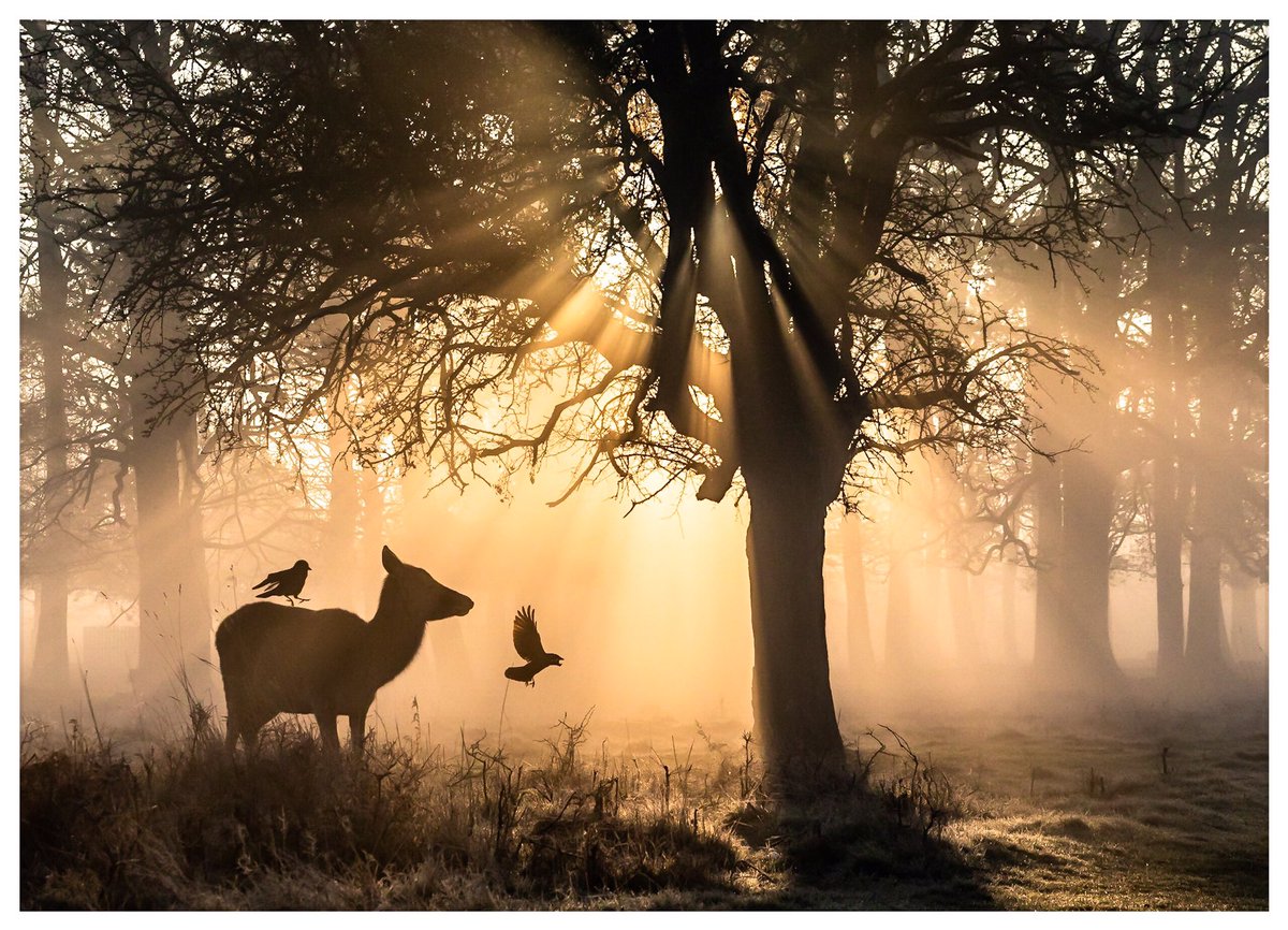 1st Place Misty morning - Bushy Park , London @David_Photos_UK