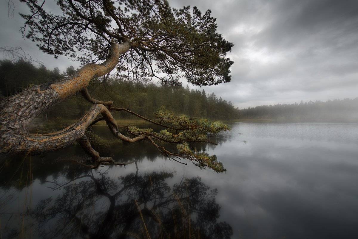 "Reaching out over water" Sweden
