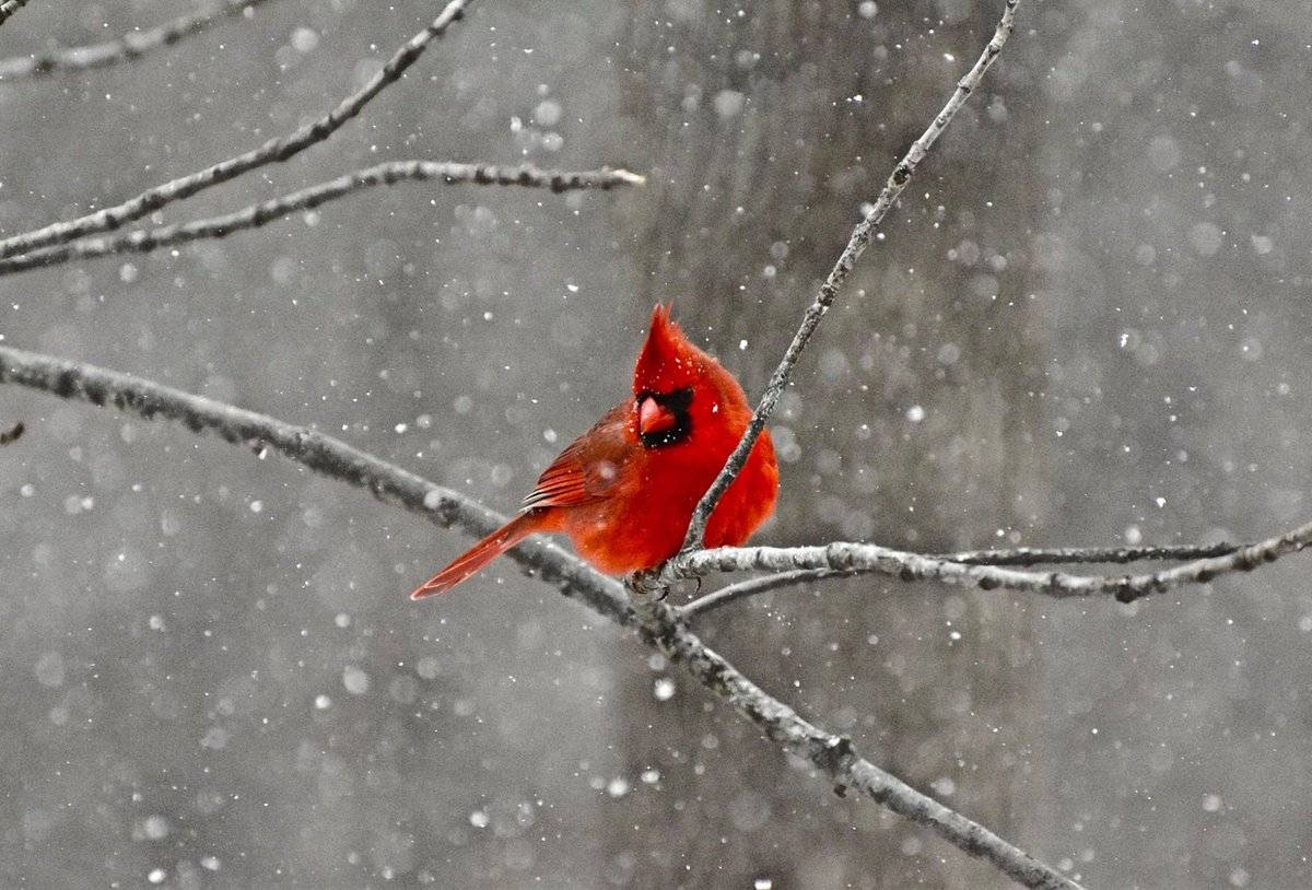 Cardinal in the snow, from my backyard in Hopewell Junction, NY