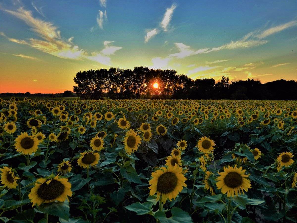 2nd Place Ana Sprague @anawanna1958 "Last nights sunset over the sunflower fields at Matthiessen State Park, in Oglesby, IL."