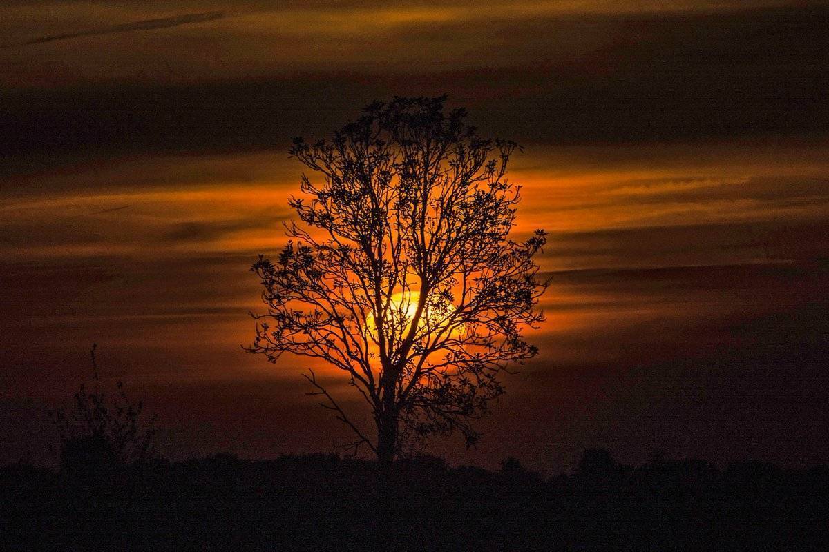 2nd Place Anita Coenen @Anita_muziek The sun going down this evening in Maria Hoop in the Netherlands behind a tree that is unfortunately dead
