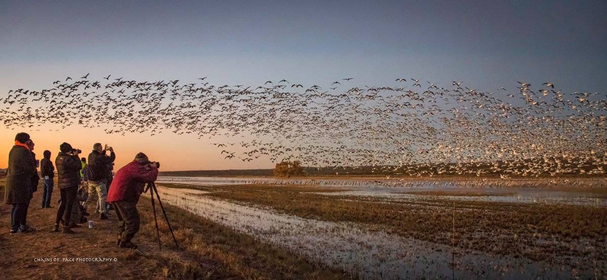 2nd Place Arlene Winfrey @chainsofpace Snow geese & sand hill cranes, Bosque del Apache National Wildlife Refuge