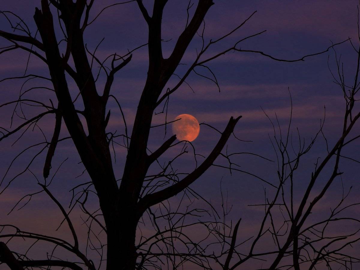 A dead tree springs to life with the moon at sunset in Chicago
