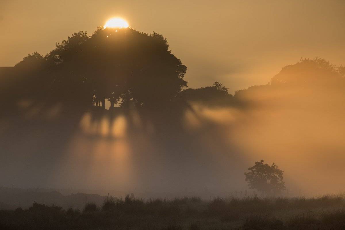 3rd Place Paul Howell @bowerdaleuk Sun rising on a beautiful misty morning near Harrogate