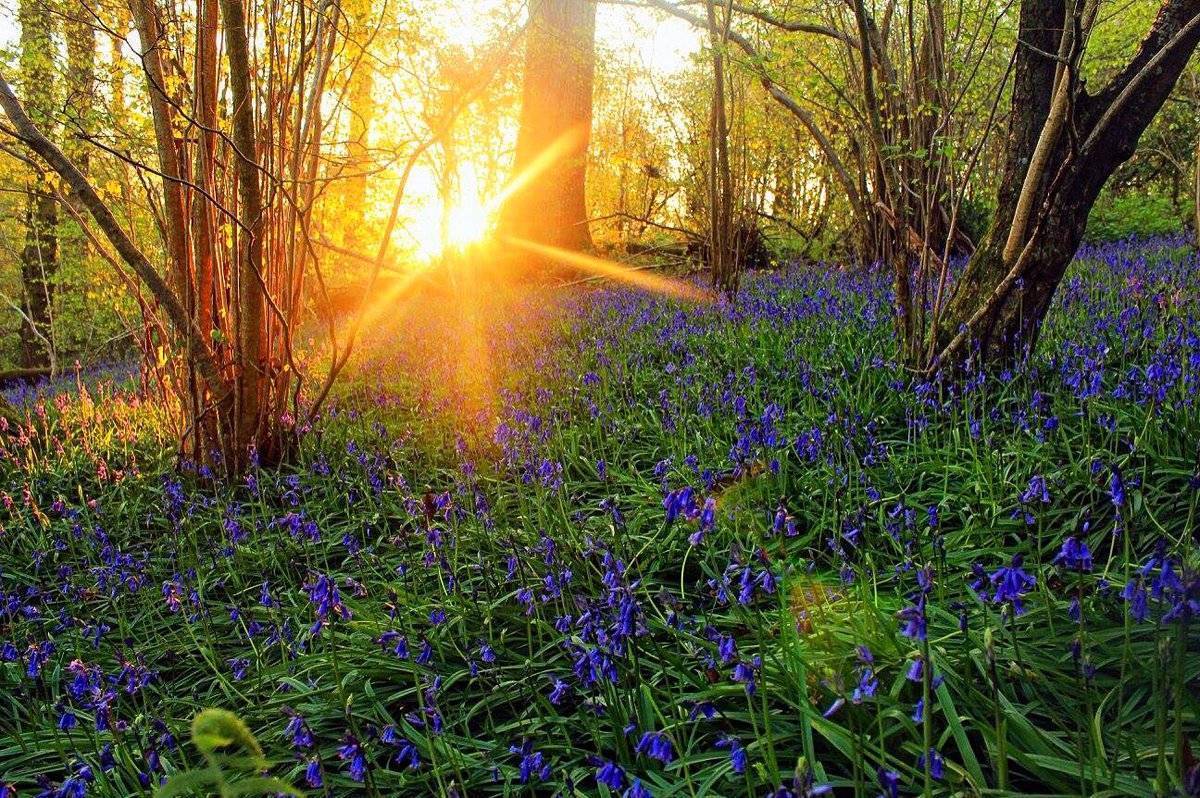 3rd Place Rachel Baker @Saintsmadmomma Sunrise over a Dorset bluebell wood