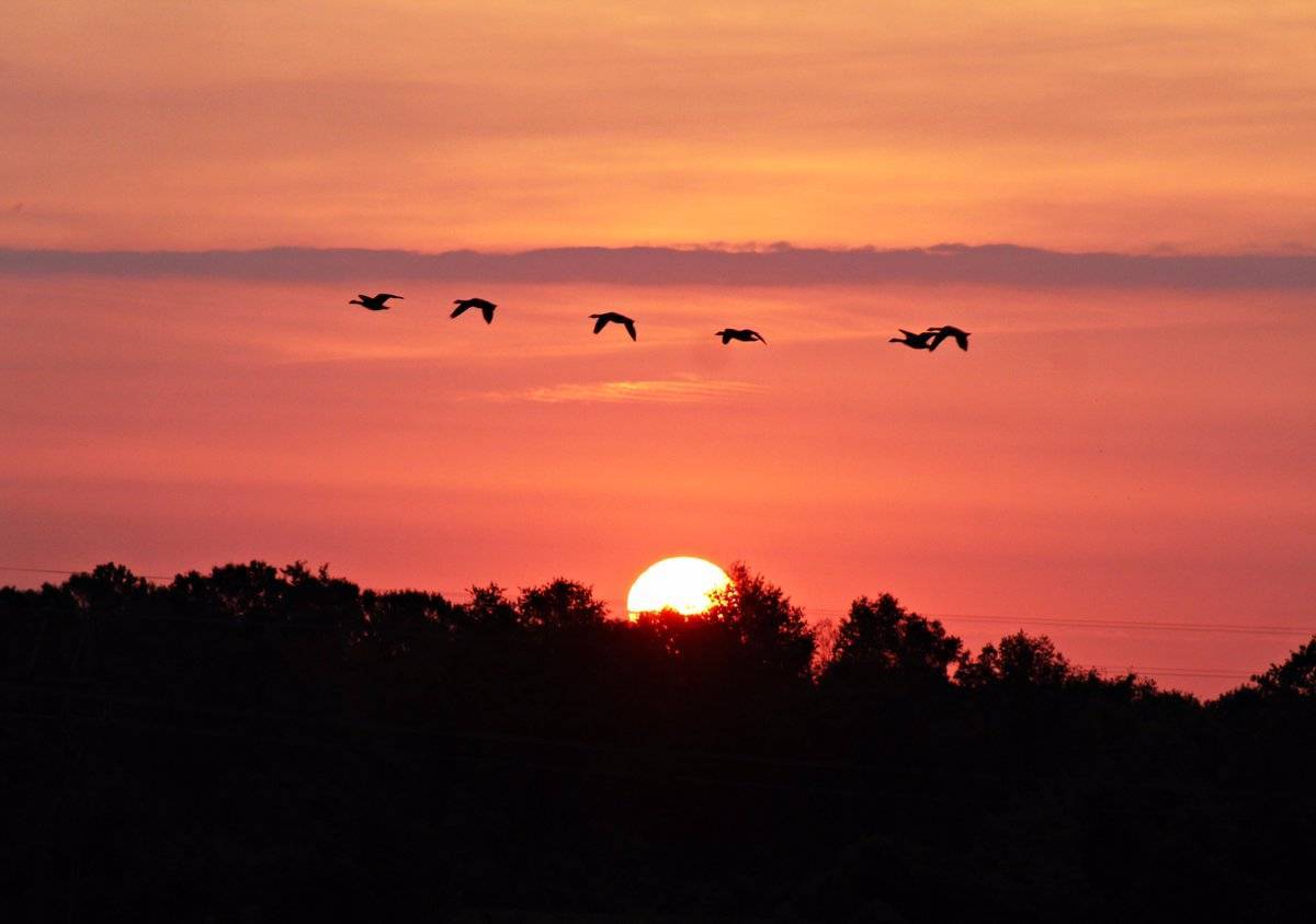 Fantastic Thursday Sunrise from Perryman, MD with a flock of Geese flying by