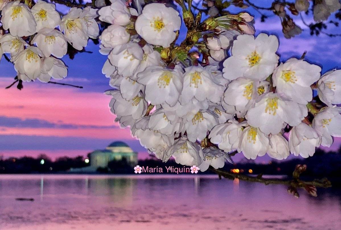 Cherry Blossom at the Tidal Basin in Washington DC by María Yliquín @MMMaryluna 