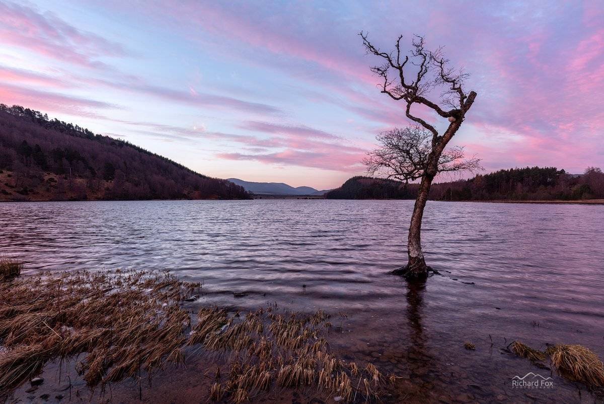 Crann èirigh na grèine, Loch Pityoulish, Scotland by Richard Fox @FoxyRider