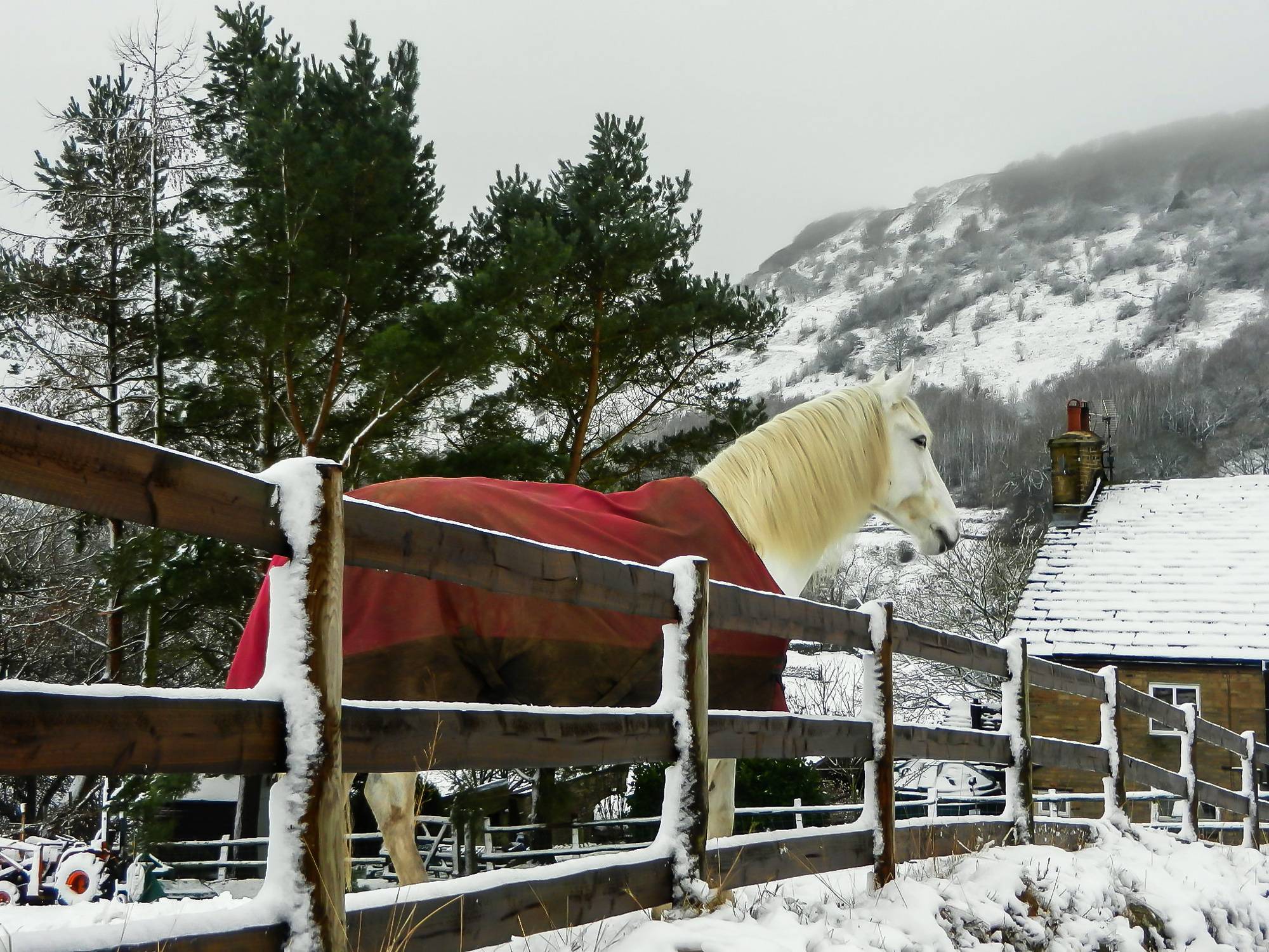 Horse in Snow