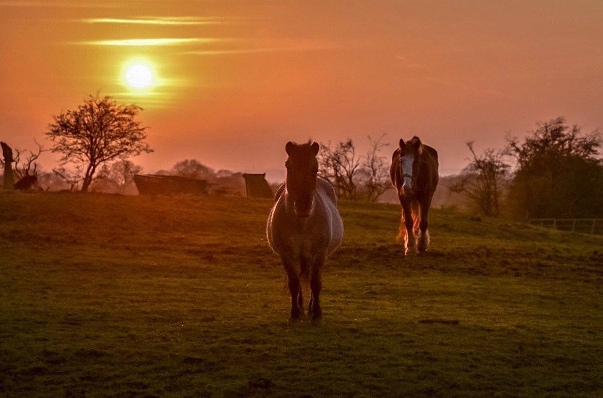 Horses at sunset Wendy Love @wendylov5