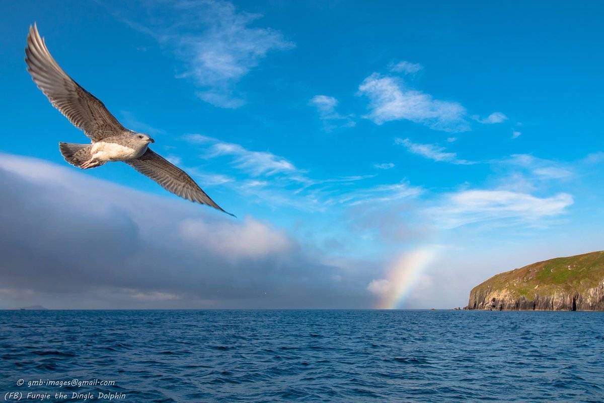The Wild Atlantic Way by Dingle Dolphin Tours @dingle_dolphin
