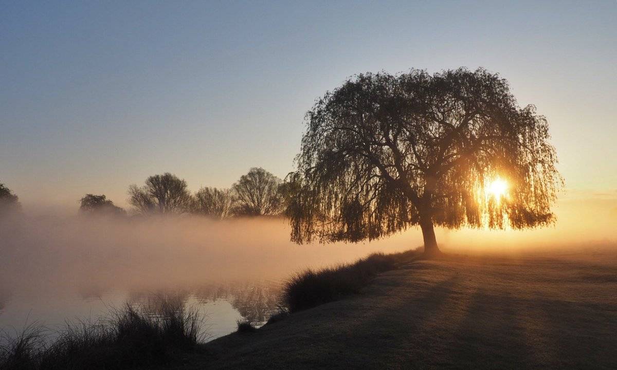 2nd Place A misty sunrise at Bushy Park by Ruth Wadey @ruths_gallery