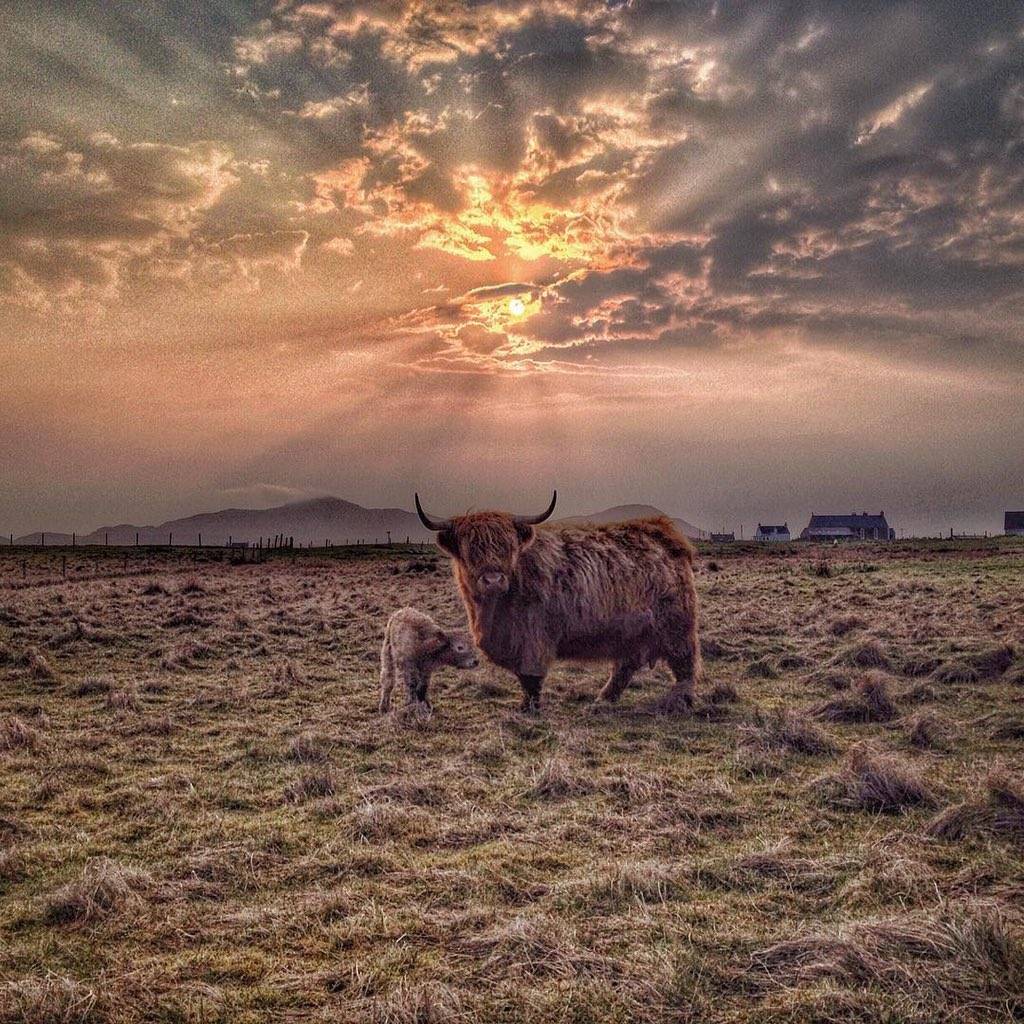 2nd Place Gypsy had a beautiful baby coo girl during the night by DaliMach StormPod @frenchscotjeff