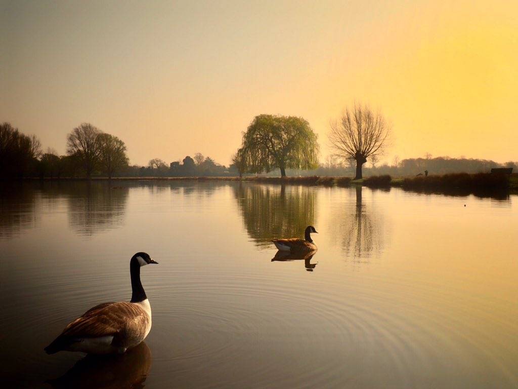 3rd Place Still waters at Bushy Park by Ruth Wadey @ruths_gallery