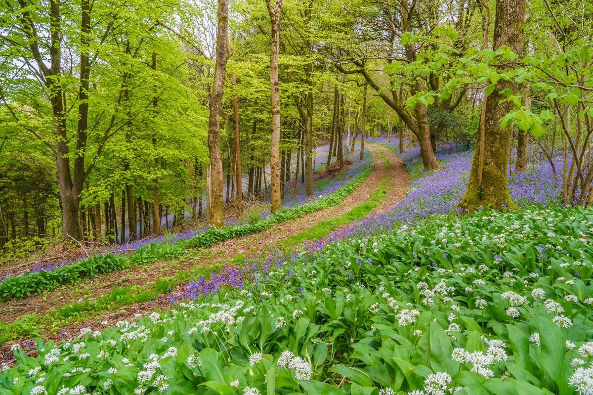 A nice visit to the woods by steven hogan @Steve_Hogan_