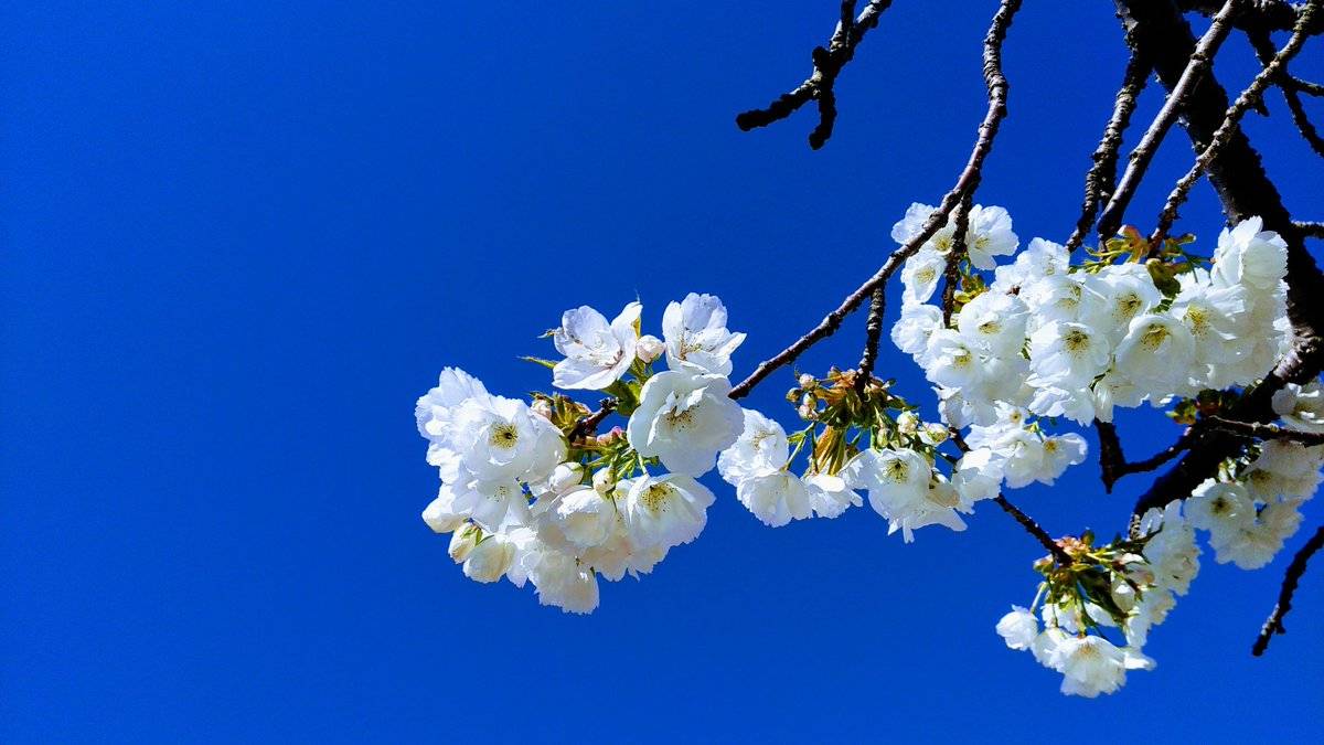 Blossoms and blue sky by Lorraine @WeeLassLorraine