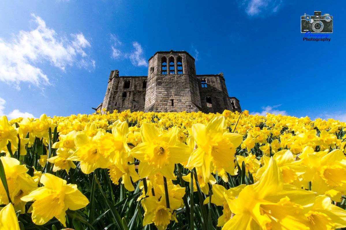 Carpet of daffodils at Warkworth Castle by Coastal Portraits @johndefatkin