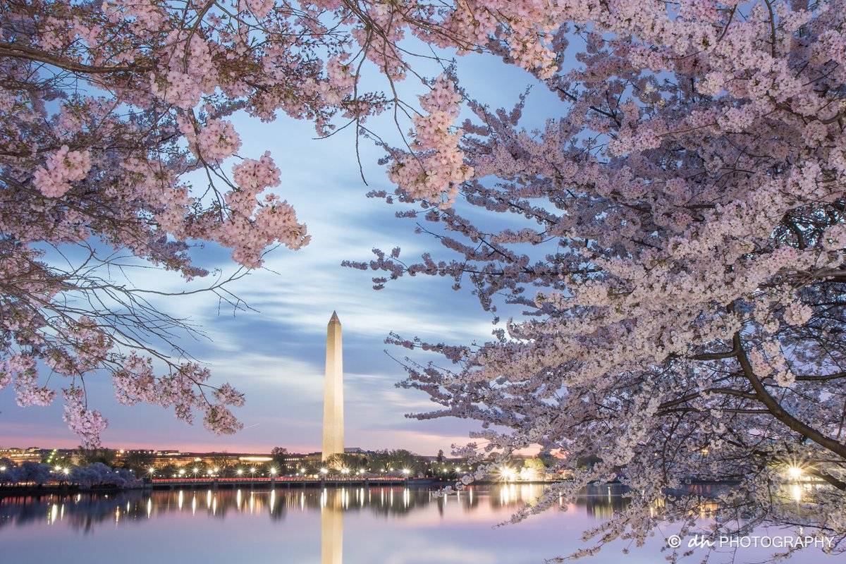 Cherry blossom dawn seen from the steps of FDR Memorial on the Tidal Basin by dh Photography @dhyunphotos
