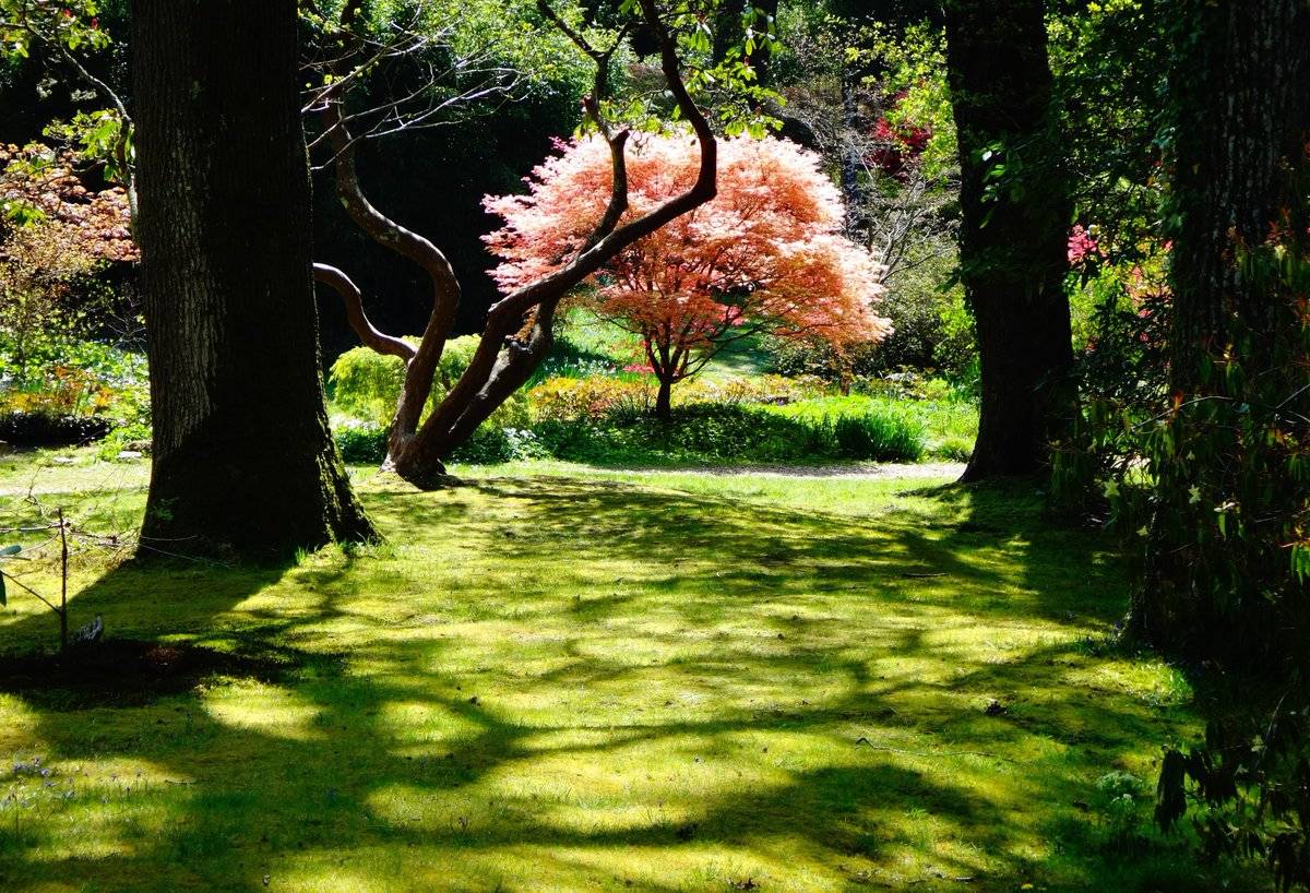 Easter weekend sunshine in Exbury Gardens, Hampshire by Decima Blake @Decima_Blake