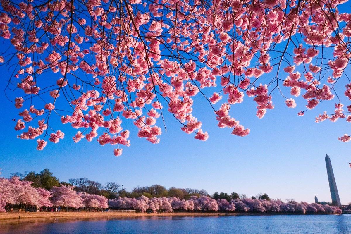 Pink Bloom! Washington DC by Chris Fukuda | Photographer @chris_fukuda 