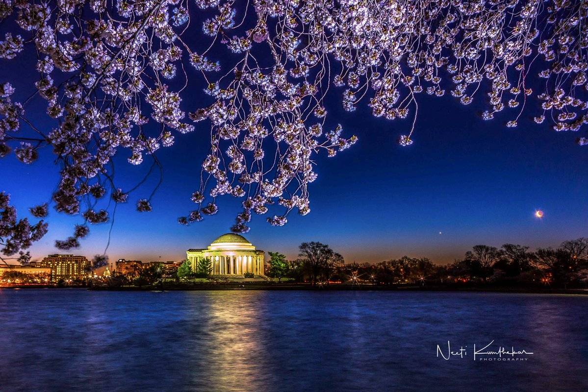 Predawn Blossoms with rising Crescent moon Neeti Kumthekar @NeetiKumthekar