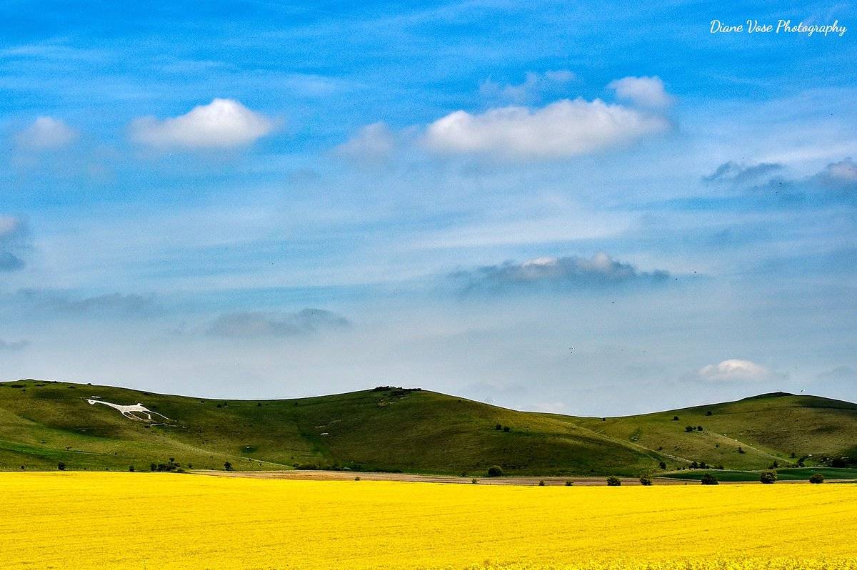 Alton Barnes White horse in the Pewsey vale by Diane Vose @dianevose