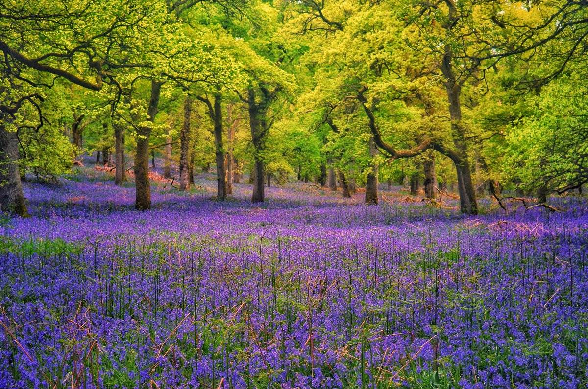 Beautiful bed of Bluebells in Perthshire at Kinclaven Woods by Charles McGuigan @CharlesMcGuiga2