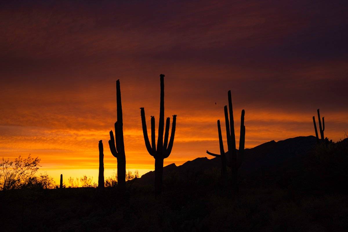 Cacti tower in front of the Catalina's in southeast Arizona by Preston Garbe Photography @GarbePreston