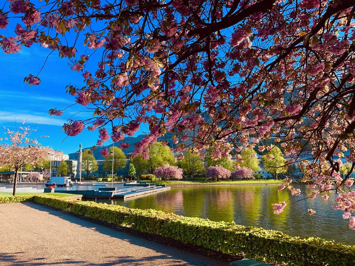 Cherry Blossom and sunshine in Bergen, Norway by Eva Olsen Photography @EvaOlsenPhoto