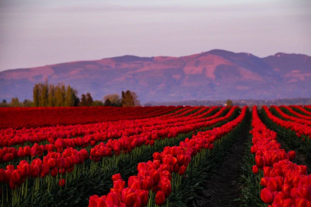 The last of the tulips in the spring evening glow by Lindsay Walker @RnLindsay