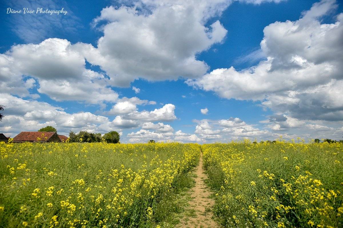 Yellow fields on a glorious sunny day in Dilton Marsh, Wiltshire by Diane Vose @dianevose