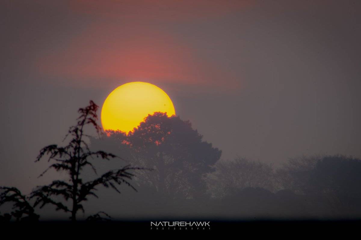Almost perfect sunrise conditions in the New Forset...sunspot showing through the haze by Naturehawk photo @NaturehawkPhoto