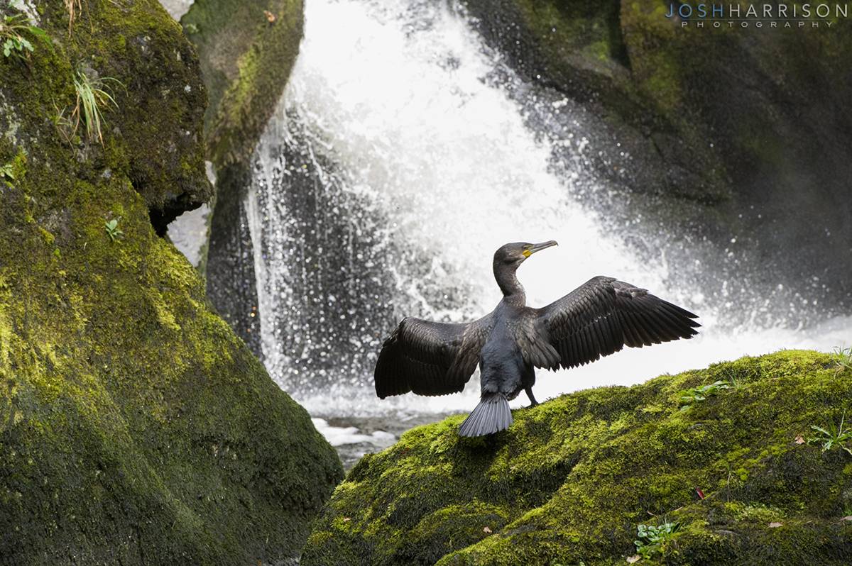 Cormorant by Josh Harrison